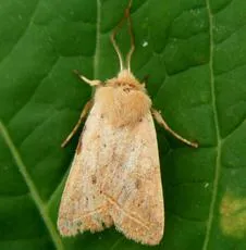 Yellow-line Quaker - photo 2
