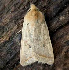 Yellow-line Quaker - photo 3