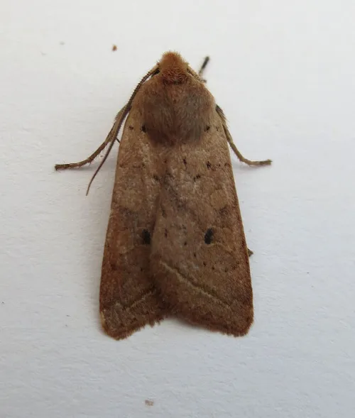 Yellow-line Quaker - photo 4