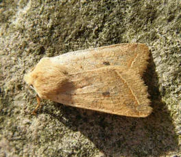 Yellow-line Quaker - photo 5