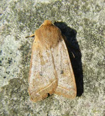 Yellow-line Quaker - photo 6