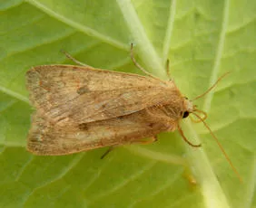 Yellow-line Quaker - photo 7