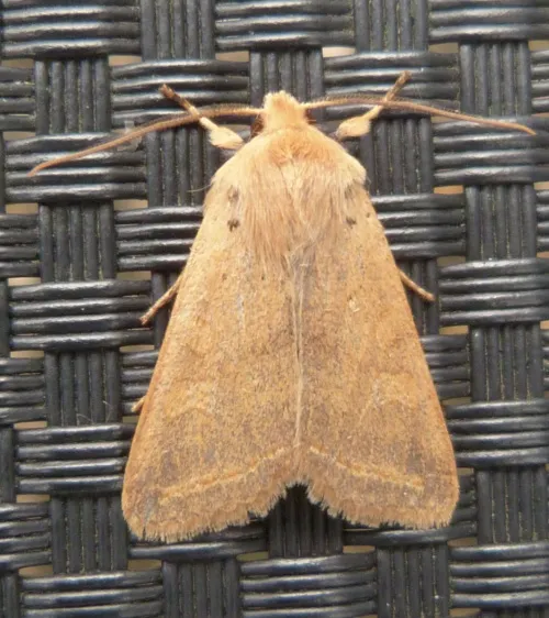 Yellow-line Quaker - photo 8