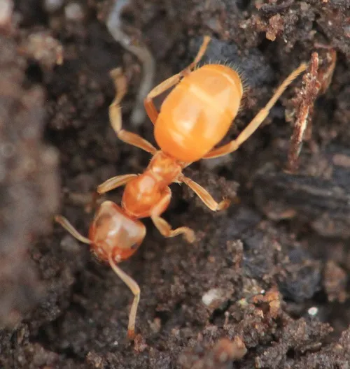 Yellow Meadow Ant - Lasius flavus