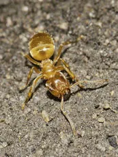 Yellow Meadow Ant - photo 2