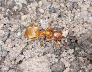 Yellow Meadow Ant - photo 3