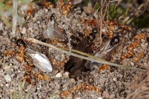Yellow Meadow Ant - photo 4