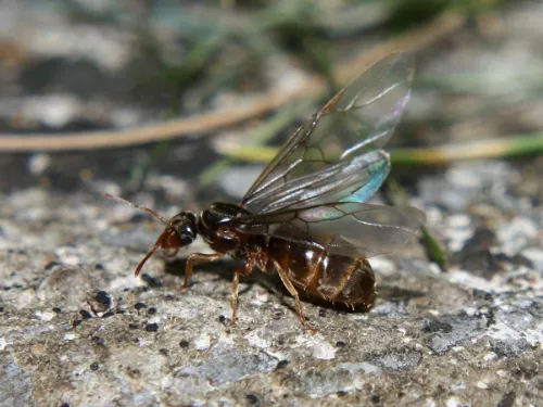 Yellow Meadow Ant - photo 5