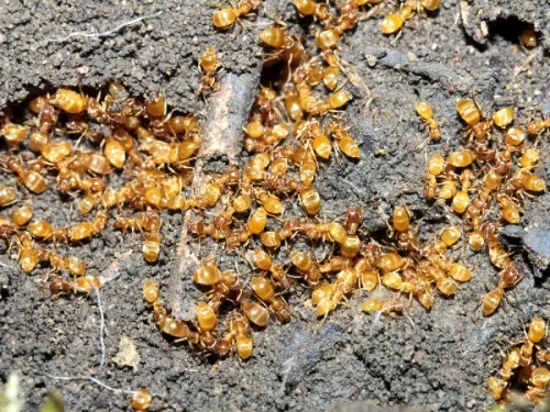 Yellow Meadow Ant - photo 7