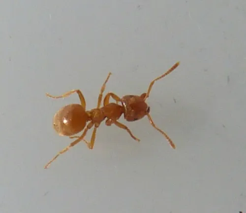 Yellow Meadow Ant - photo 8