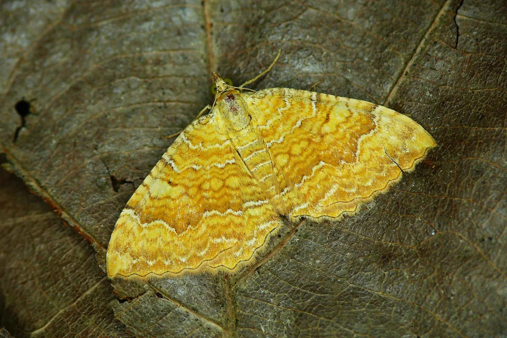 Yellow Shell - photo 2