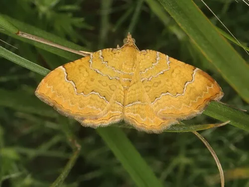 Yellow Shell - photo 5