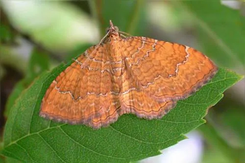 Yellow Shell - photo 7