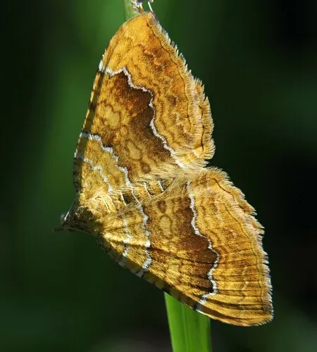 Yellow Shell - photo 8