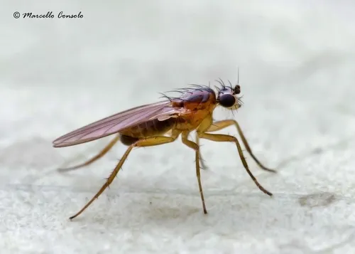 Yellow Spear-winged Fly