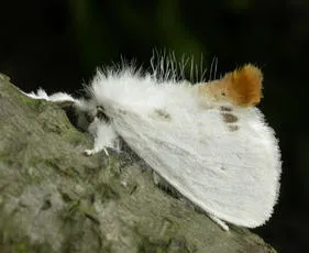 Yellow-tail - photo 2