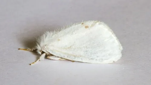 Yellow-tail - photo 3
