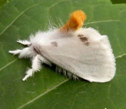 Yellow-tail - photo 4