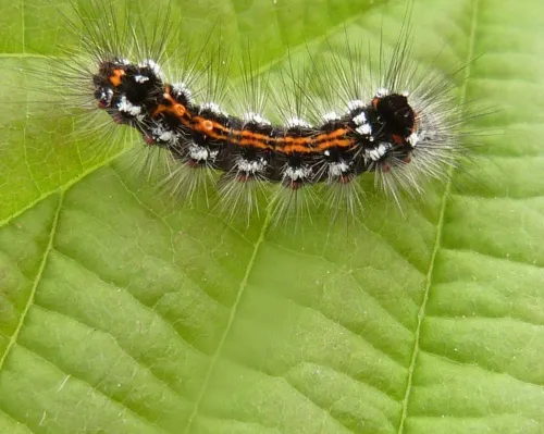 Yellow-tail - photo 5