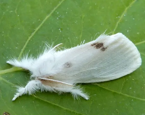 Yellow-tail - photo 6