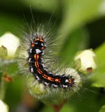 Yellow-tail - photo 7