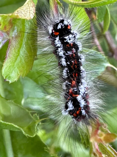 Yellow-tail - photo 8