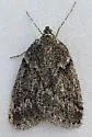 Yermoia glaucina - Hodges#6787