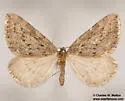 Yermoia perplexata - Hodges#6786 - photo 2