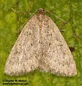 Yermoia perplexata - Hodges#6786 - photo 3