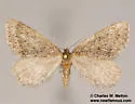 Yermoia perplexata - Hodges#6786 - photo 4