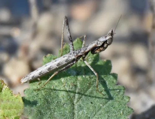 Yersiniops newboldi