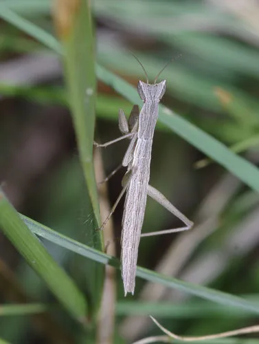 Yersiniops solitarius - photo 2