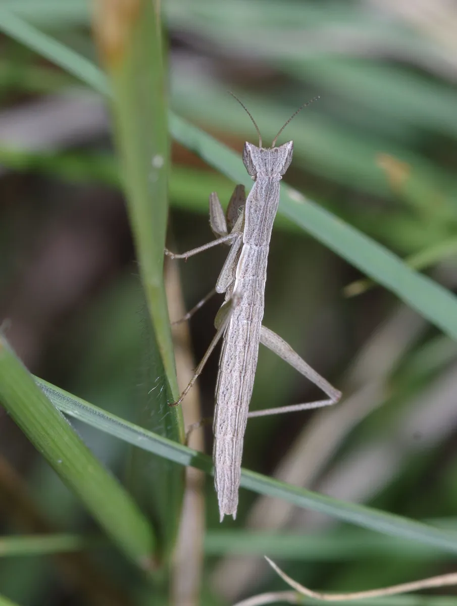 Yersiniops solitarius - photo 3