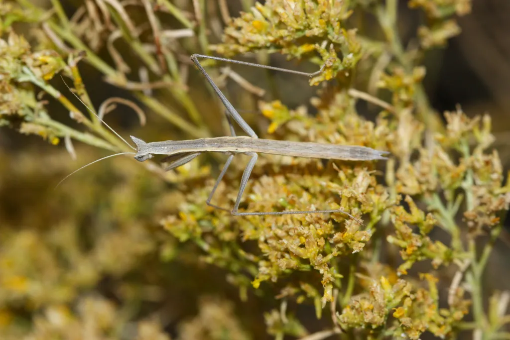 Yersin's ground mantis