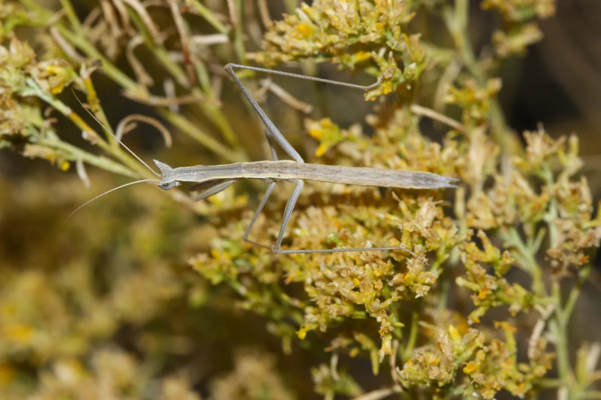 Yersin's ground mantis - photo 2