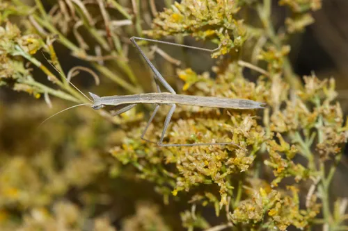 Yersin's ground mantis - photo 3