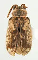 Yingabruxia apicalis
