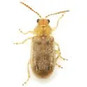 Yingabruxia batisia