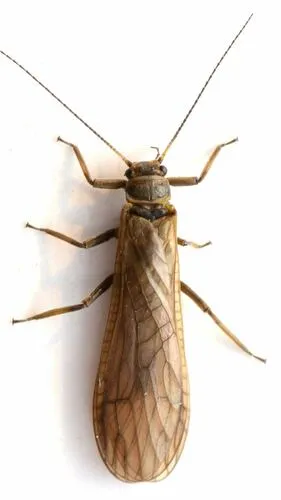 Yoraperla nigrisoma