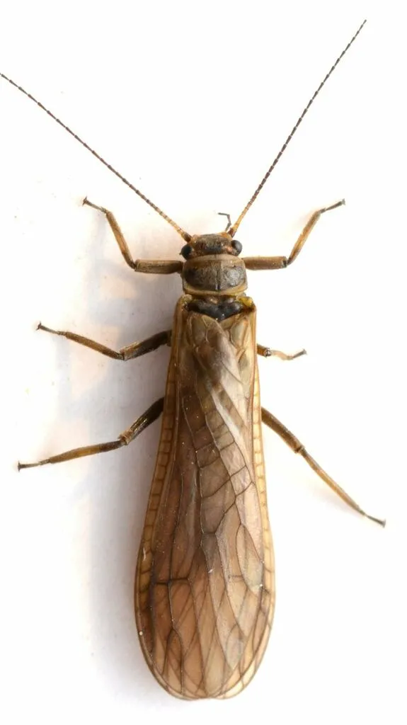 Yoraperla nigrisoma - photo 2