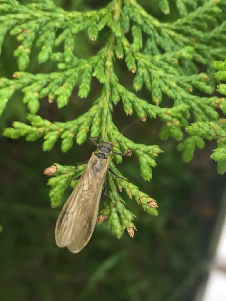Yoraperla uenoi - photo 2