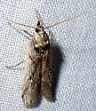 Yosemitia graciella - Hodges#5981