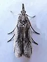 Yosemitia graciella - Hodges#5981 - photo 4