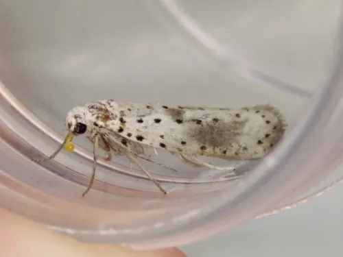 Yponomeuta irrorella