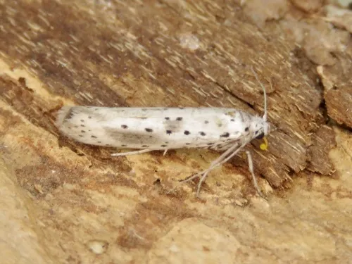 Yponomeuta irrorella - photo 2