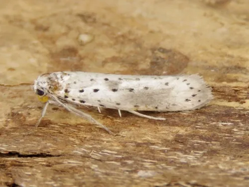 Yponomeuta irrorella - photo 3