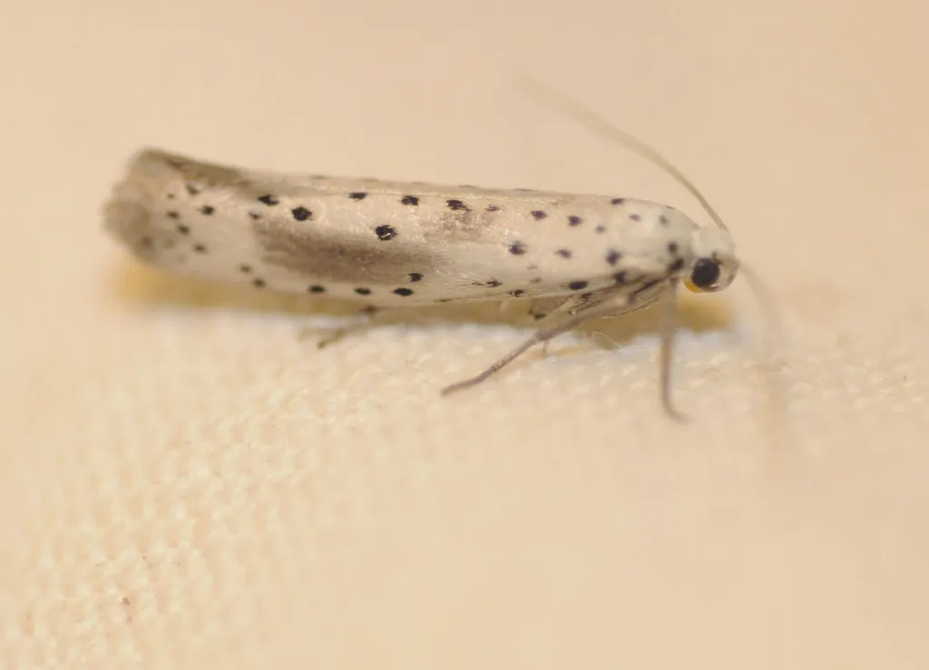 Scarce Ermine - photo 2