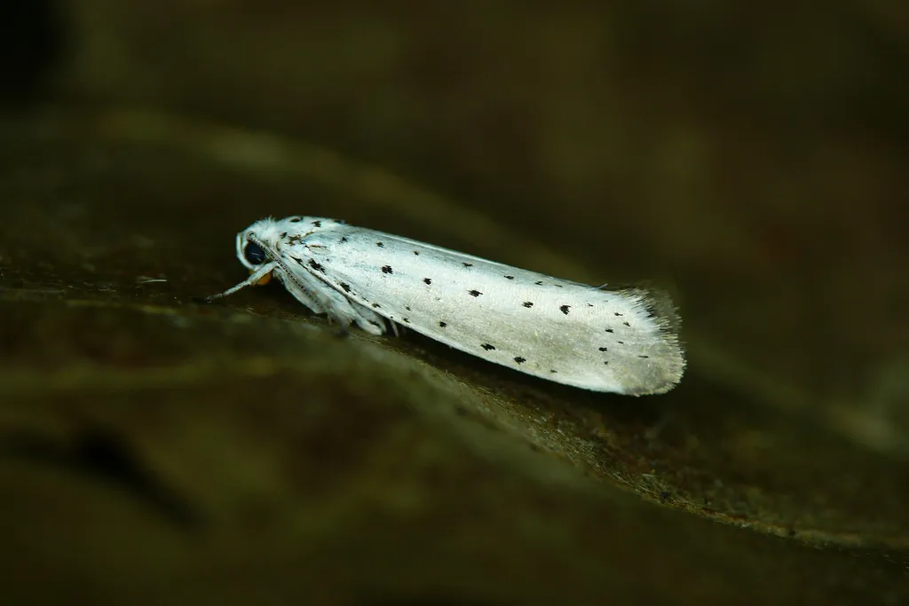 Cherry Ermine - photo 2
