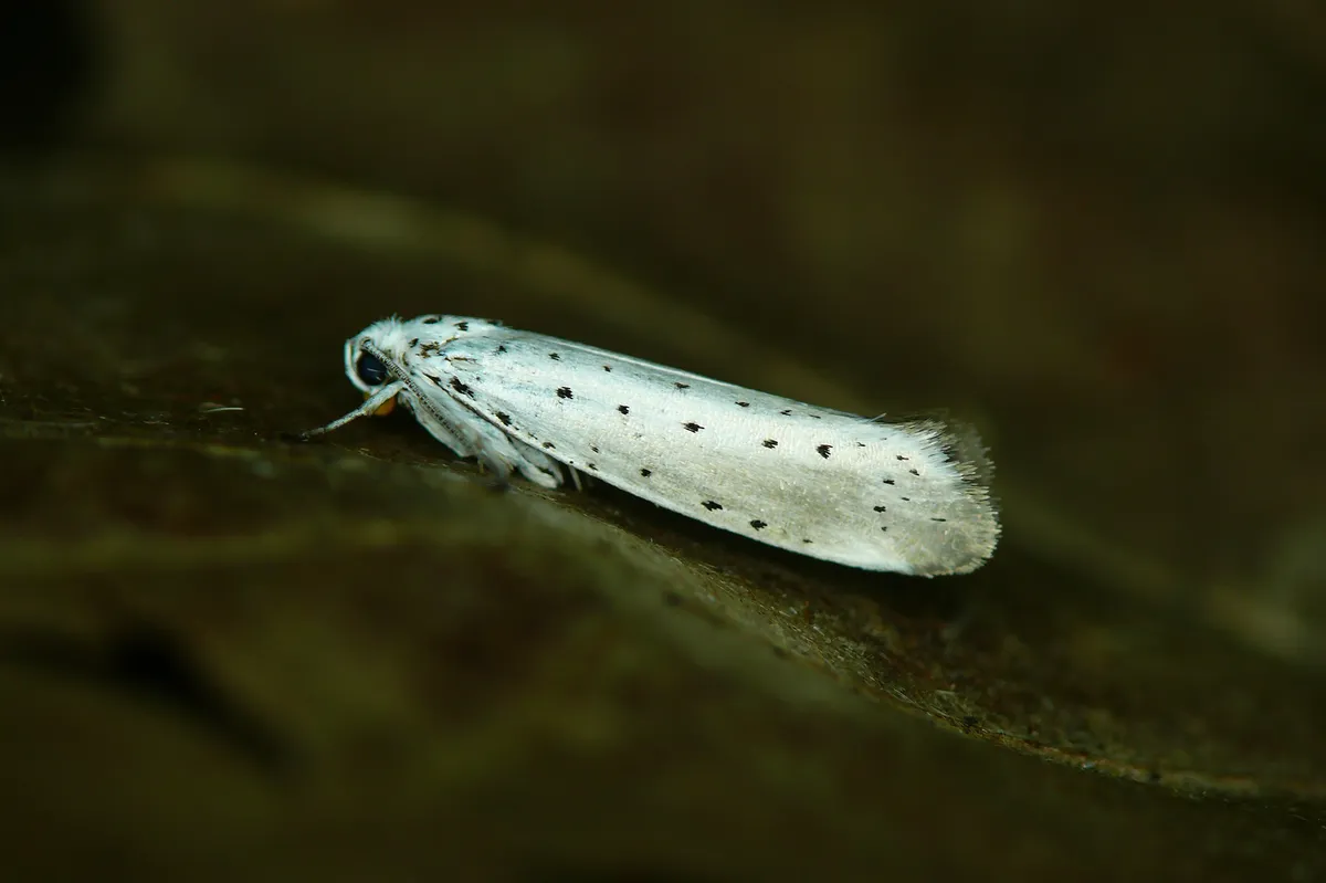 Cherry Ermine - photo 3