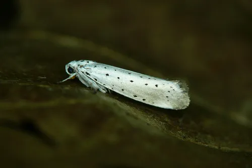 Cherry Ermine - photo 4
